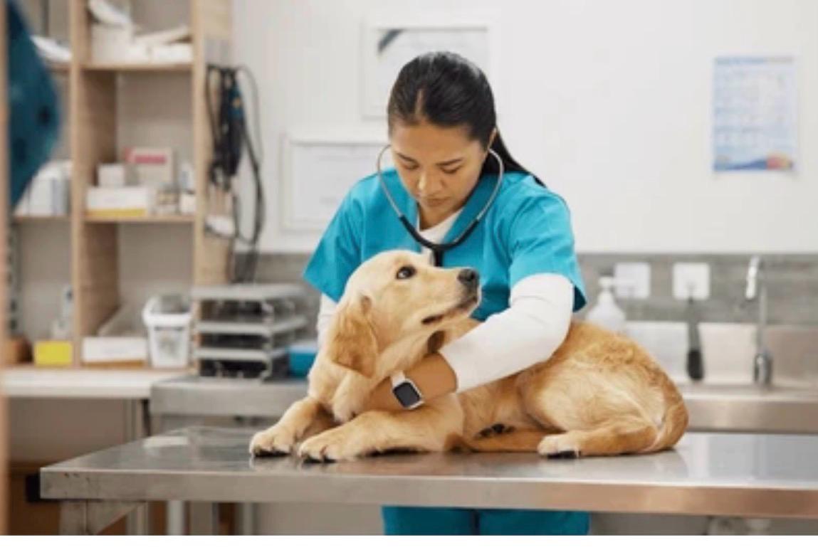 Programa para el Cuidado de Mascotas