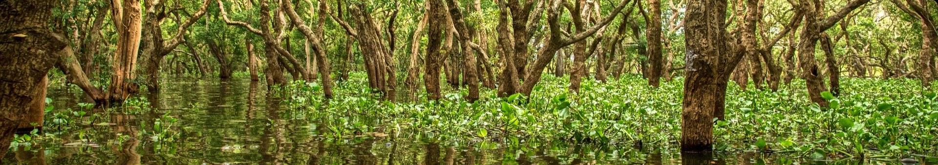 Reforestación y siembra — actividad 3